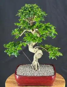 Flowering Ligustrum Bonsai Tree Curved Trunk & Tiered Branching (ligustrum lucidum)