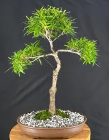 Willow Leaf Ficus Bonsai Tree (Ficus Nerifolia/Salisafolia)