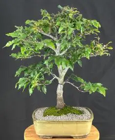 Dwarf European Beech Bonsai Tree (Fagus sylvatica 'Sandrode')