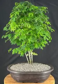 Flowering Brazilian Raintree Bonsai Tree (pithecellobium tortum)