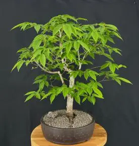 Japanese Beech Bonsai Tree (fagus crenata)