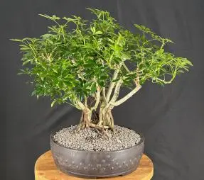Hawaiian Umbrella Bonsai Tree Banyan Style (arboricola schefflera)
