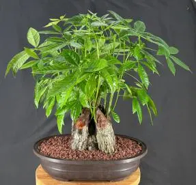 Money Bonsai Tree - Braided Trunk (pachira aquatica)