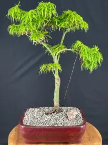 Trained Mikawa Yatsubusa Japanese Maple Bonsai Tree (acer palmatum 'Mikawa Yatsubusa')