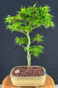 Mikawa Yatsubusa Japanese Maple Bonsai Tree (acer palmatum 'Mikawa Yatsubusa')