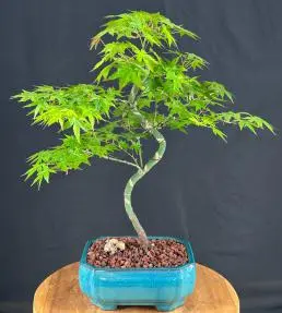 Trained Japanese Green Maple Bonsai Tree (acer palmatum)
