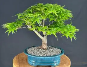 Dwarf Sharp's Pygmy Japanese Maple Bonsai Tree (acer palmatum 'sharps pygme')