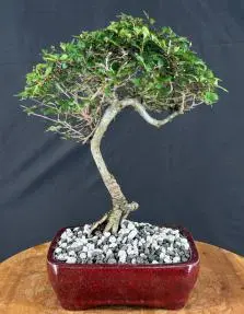 Trained Chinese Elm Bonsai Tree (ulmus parvifolia)