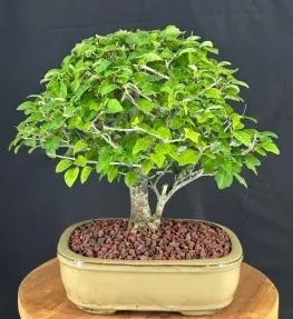 Flowering Parrot's Beak Bonsai Tree (gmelina philippensis)