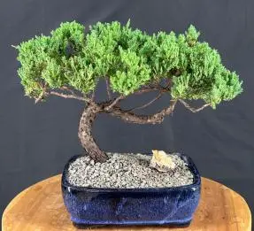 Juniper Bonsai Tree - Trained (juniper procumbens nana)