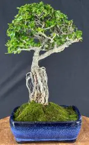 Flowering Premna Bonsai Tree Exposed Roots (premna obtusifolia)