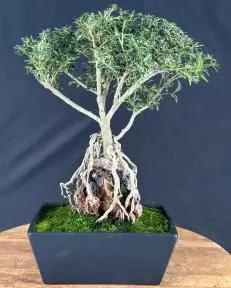 Flowering Mount Fuji Serissa Bonsai Tree Root Over Rock Style (serissa foetida)