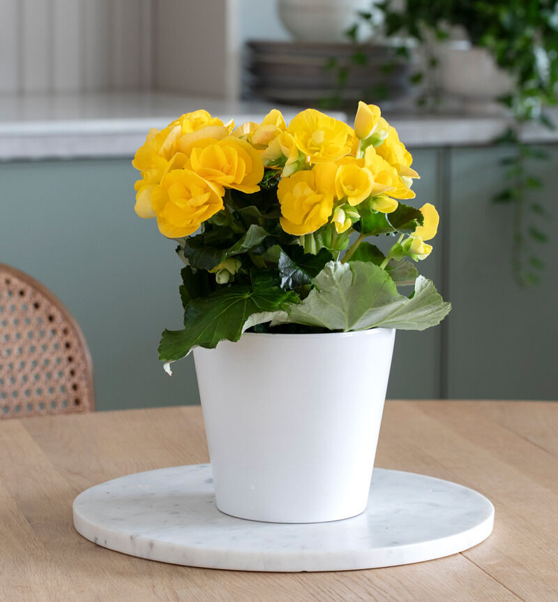 Begonia yellow