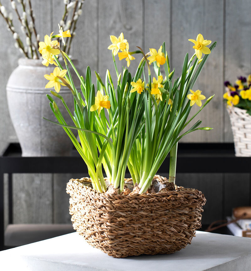 Daffodil in a bowl