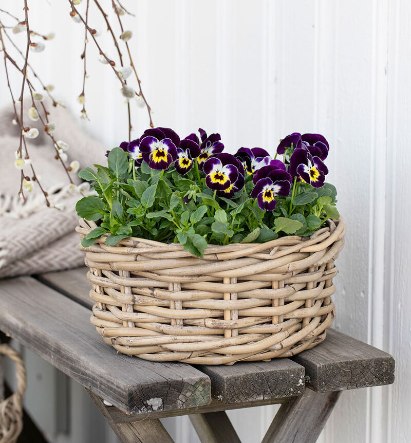 Viola cornuta in bowl
