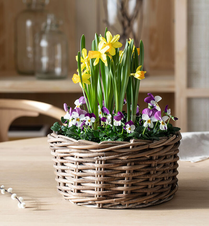 Viola with daffodil