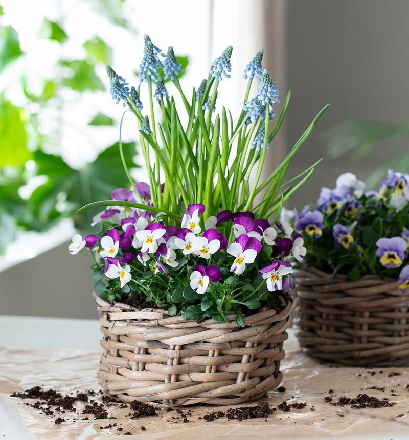 Viola with pearl flowers