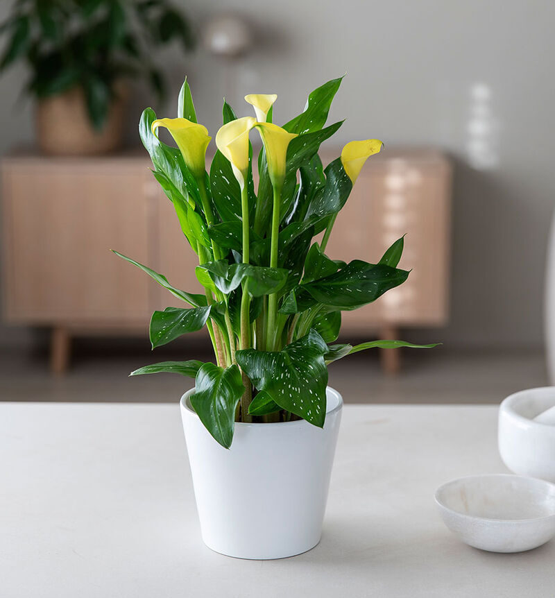 Yellow calla
