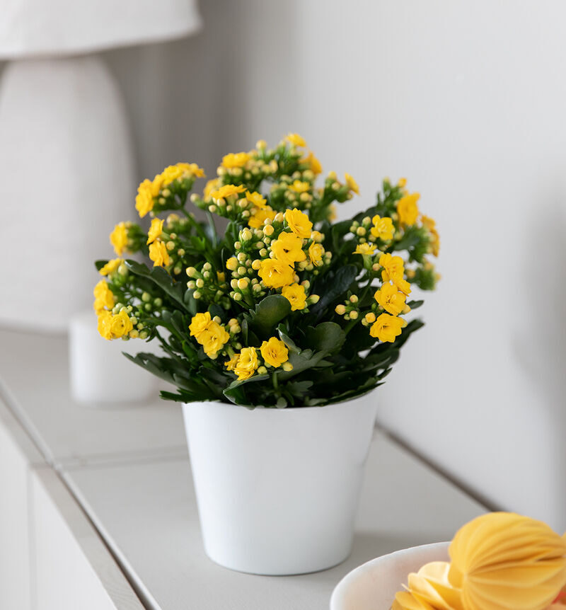 Fire top yellow