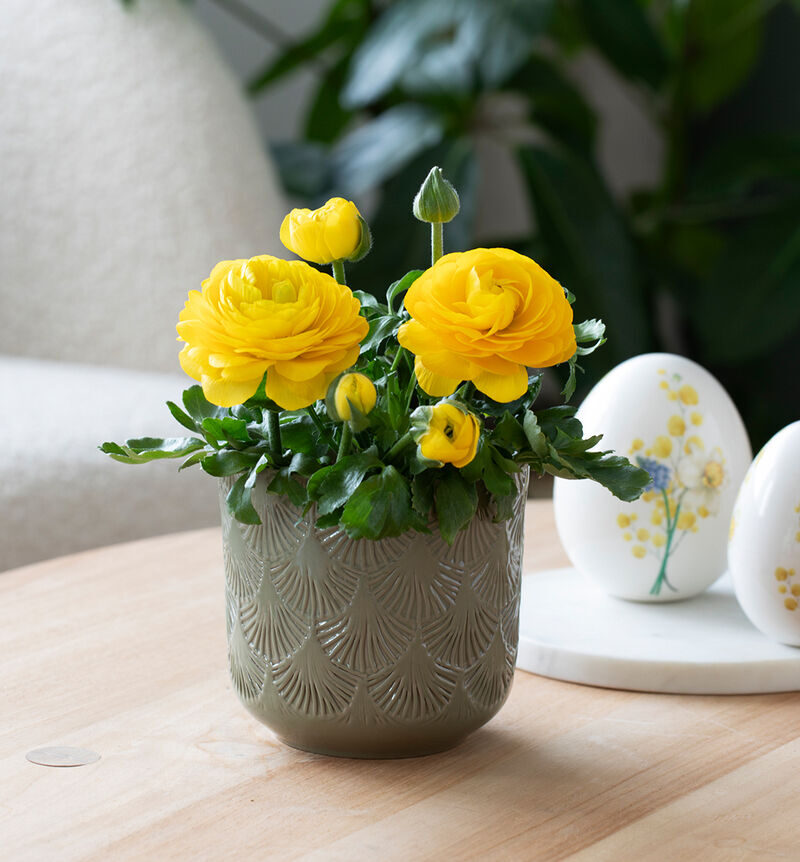 Ranunculus yellow