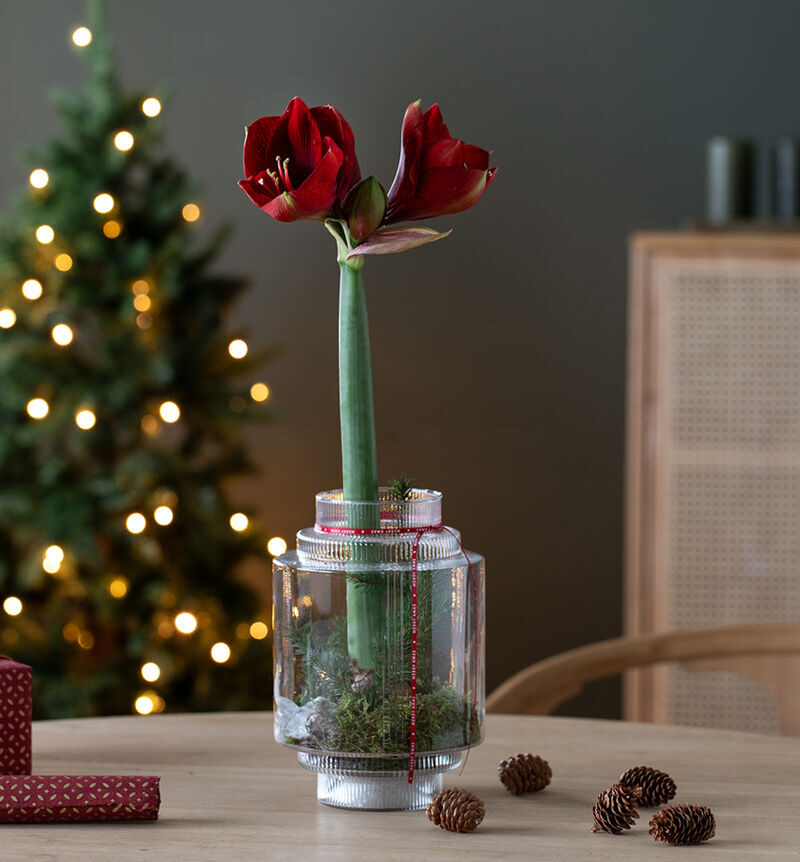 Red amaryllis in a glass vase