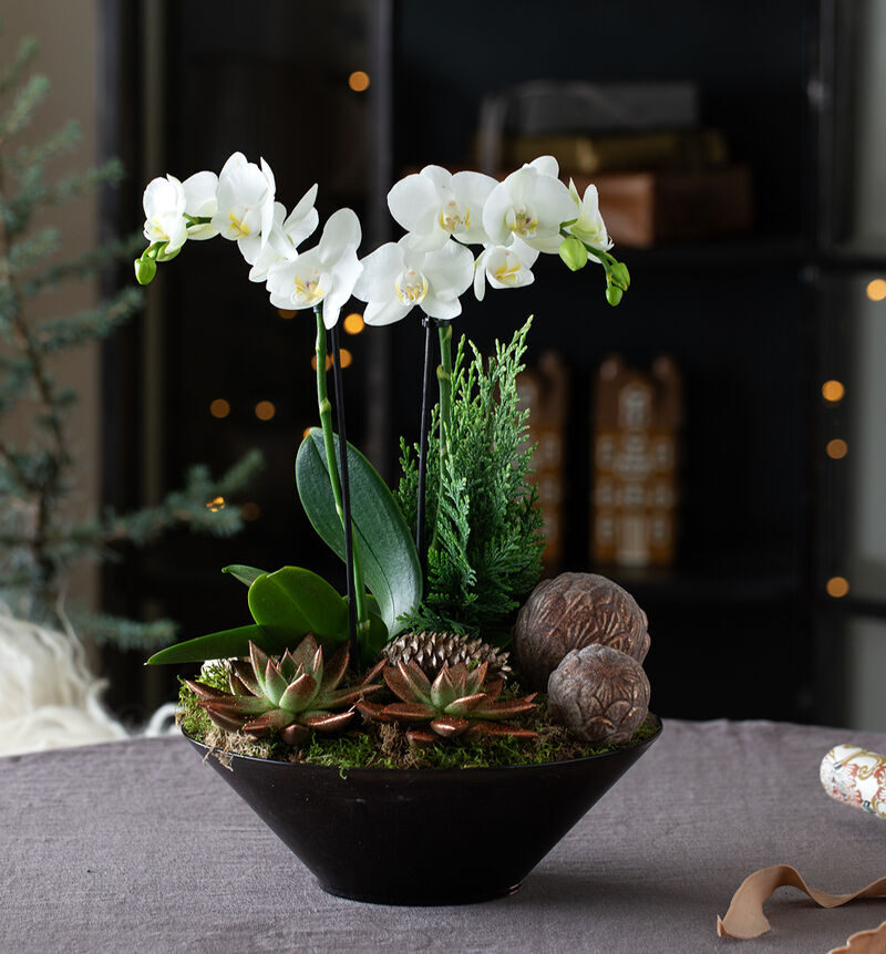 White orchid group in glass dish, allergy-friendly