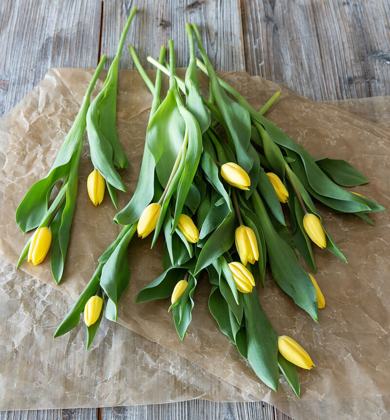 12 yellow tulips