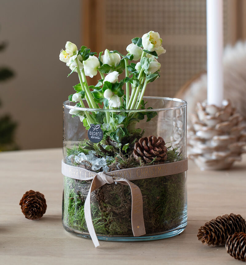 Helleborus in a glass vase