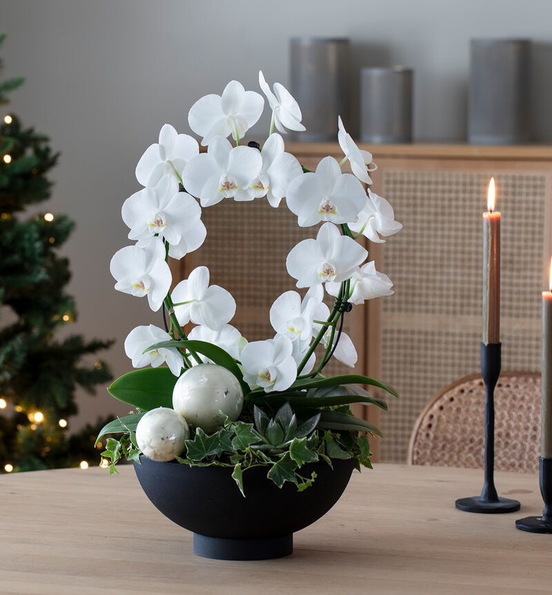 Phalaenopsis in a barrel with solid black