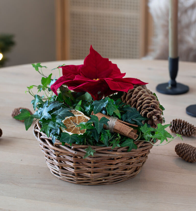 Group with poinsettia red in a basket with natural decorations