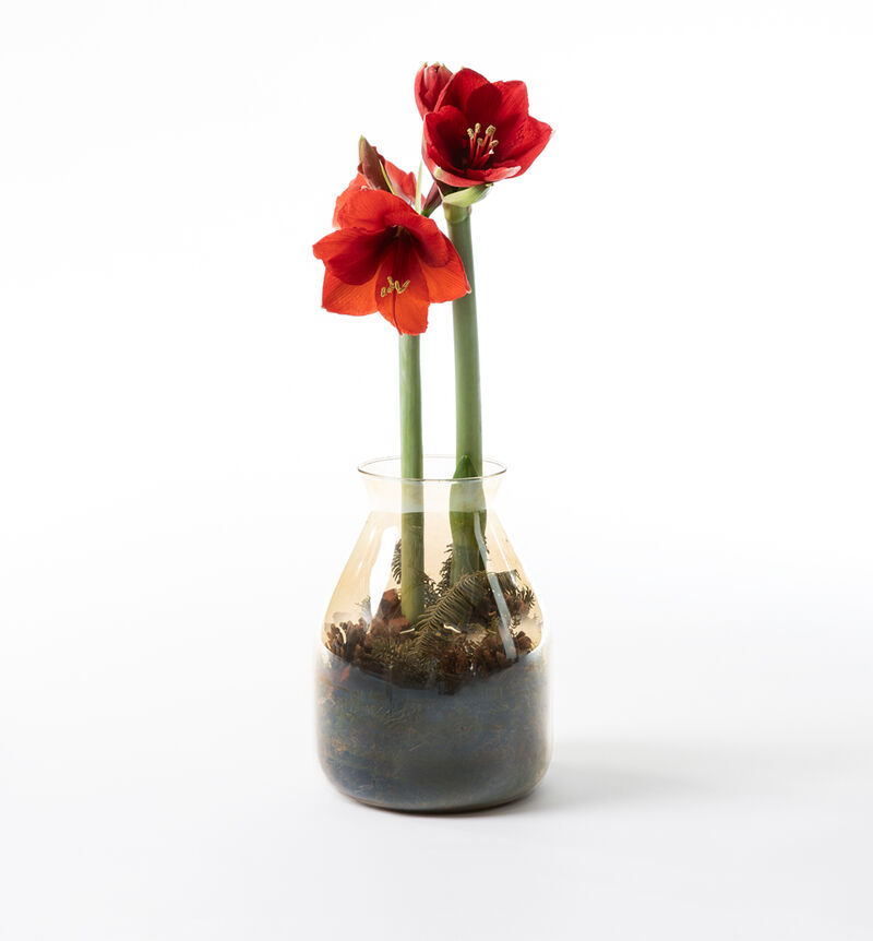 Amaryllis Rød in glass vase
