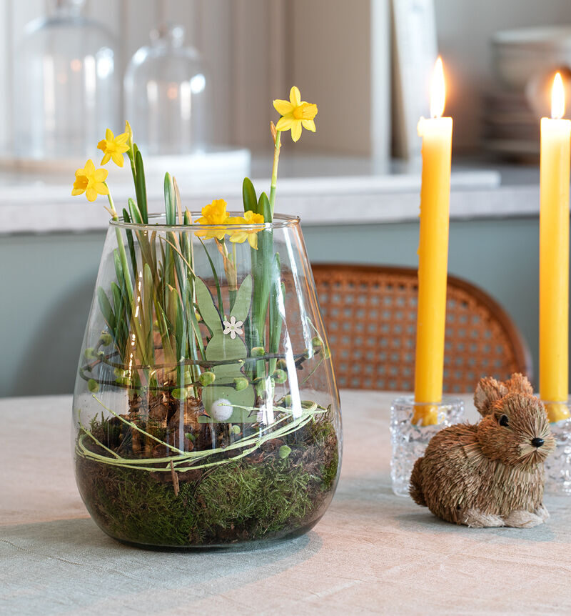 Daffodil in a glass vase