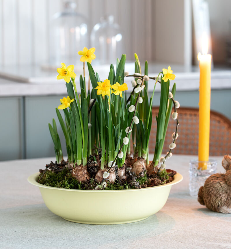 Daffodils in a zinc dish