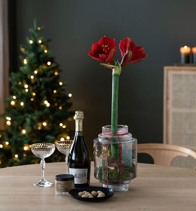 Red amaryllis in glass vase with drink and chocolate