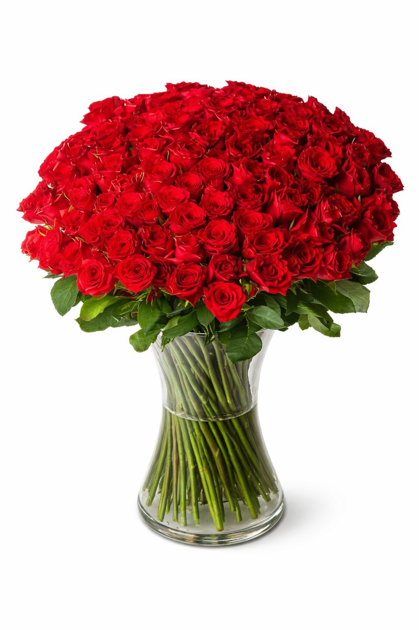 100 Roses Giant Bouquet