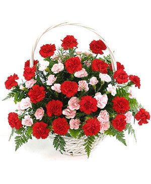 18 Rainbow Ecuadorian Roses