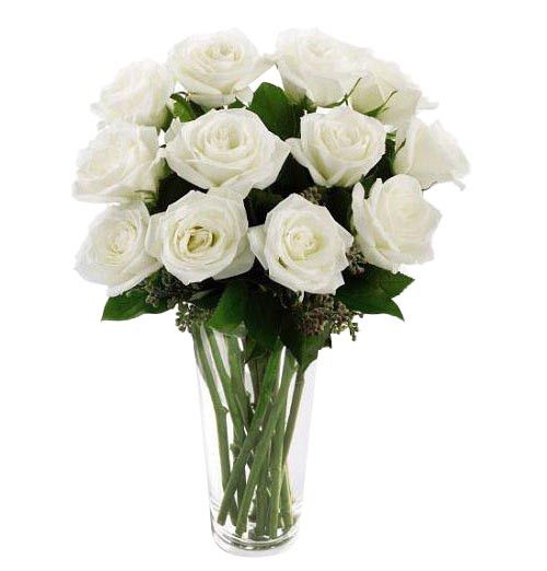 12 White Ecuadorian Roses