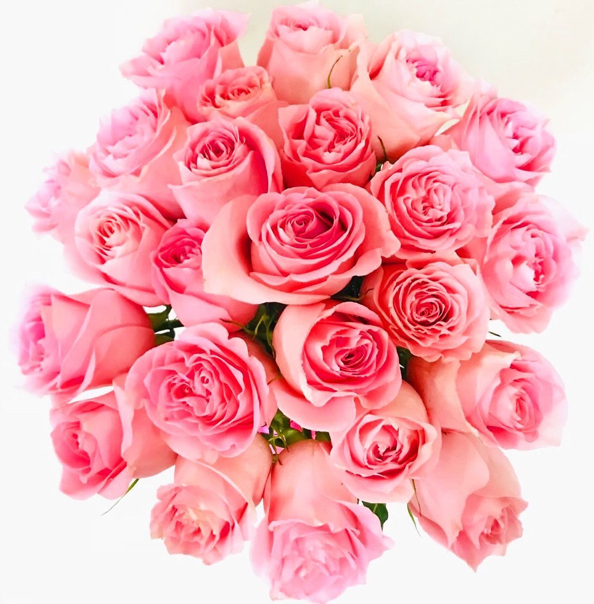Pink Ecuadorian Roses (12 Roses)