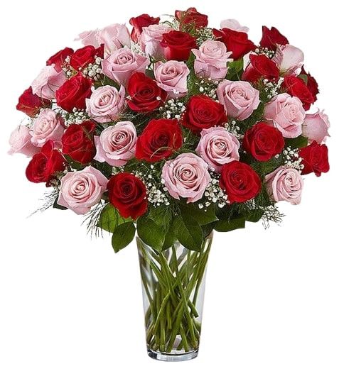 Pink & Red Luxury Ecuadorian Roses (12 Roses)