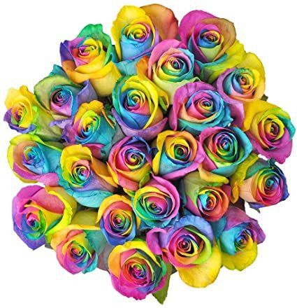24 Rainbow Ecuadorian Roses
