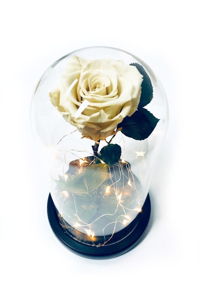 White Preserved Rose Fairy Lights Dome