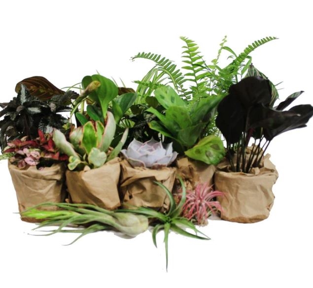 PET-FRIENDLY HOUSEPLANT BUNDLE (5-PACK)
