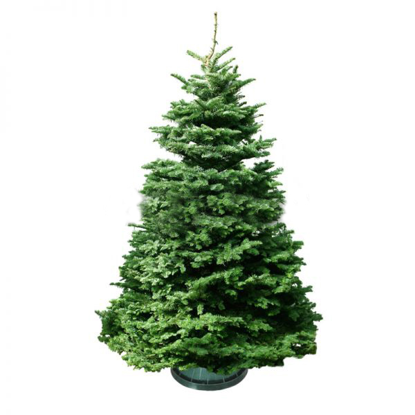 Christmas Tree - Usa Noble Fir (4 - 5 Ft) With Tree Stand