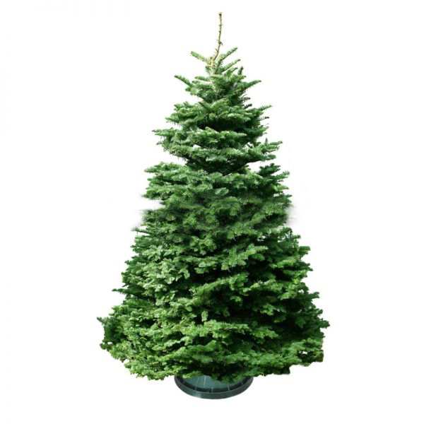 Christmas Tree - Usa Noble Fir (5 - 6 Ft) With Tree Stand