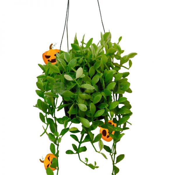Dischidia Green In Hanging Pot (P10C)