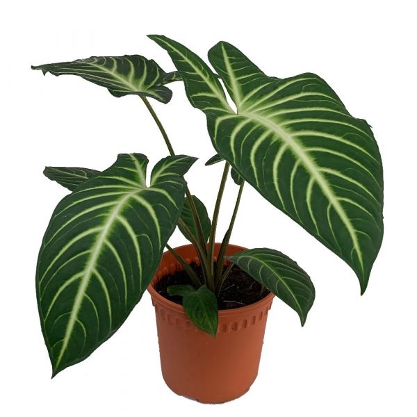 Xanthosoma Lindenii (P17c)