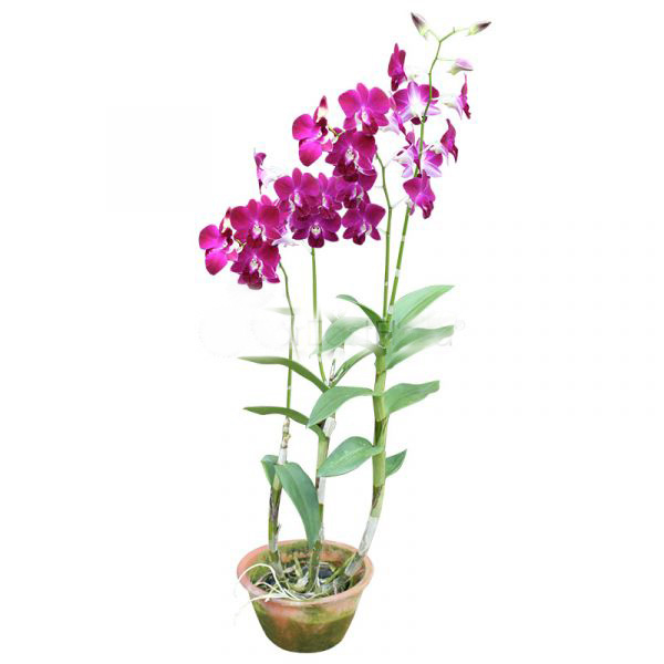 Dendrobium Mix (P18c)