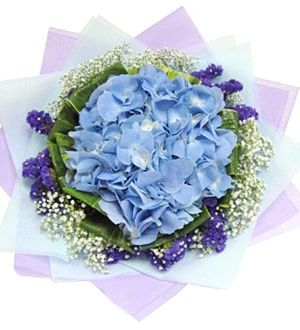 Solely Hydrangea - Flower Bouquet (Solely Hydrangea - 1 large Hydrangea Flower Bouquet)