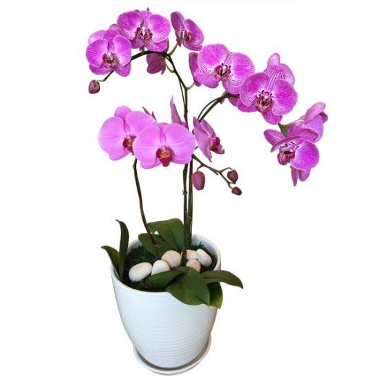 Purple Orchidee - Phalaenopsis Orchid pot
