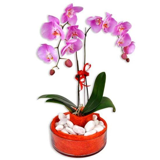 Pink Serenity - Phalaenopsis Orchid pot